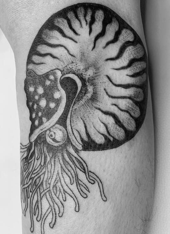 CHAMBERED NAUTILUS FRONT CALF TATTOO